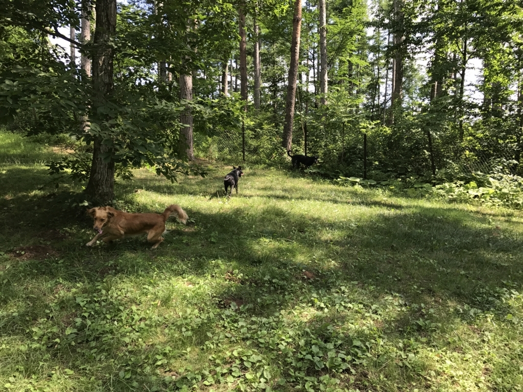 f:id:m-k9-campus:20180601115419j:plain