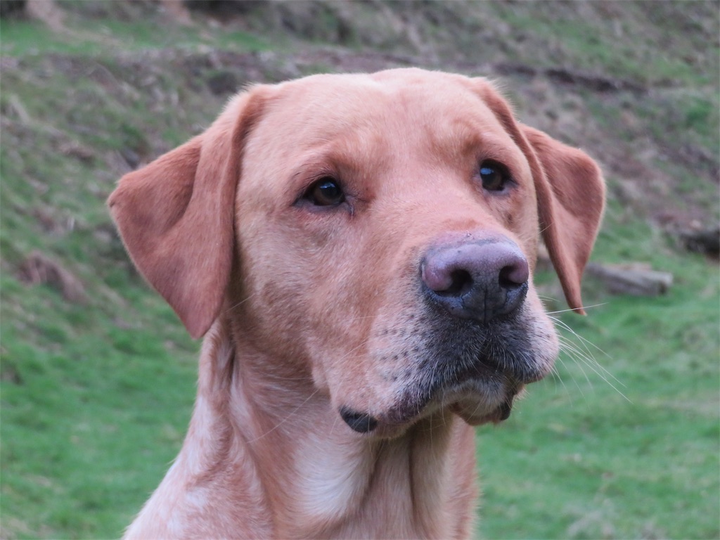 f:id:m-k9-campus:20181217112306j:image f:id:m-k9-campus:20181217112306j:image