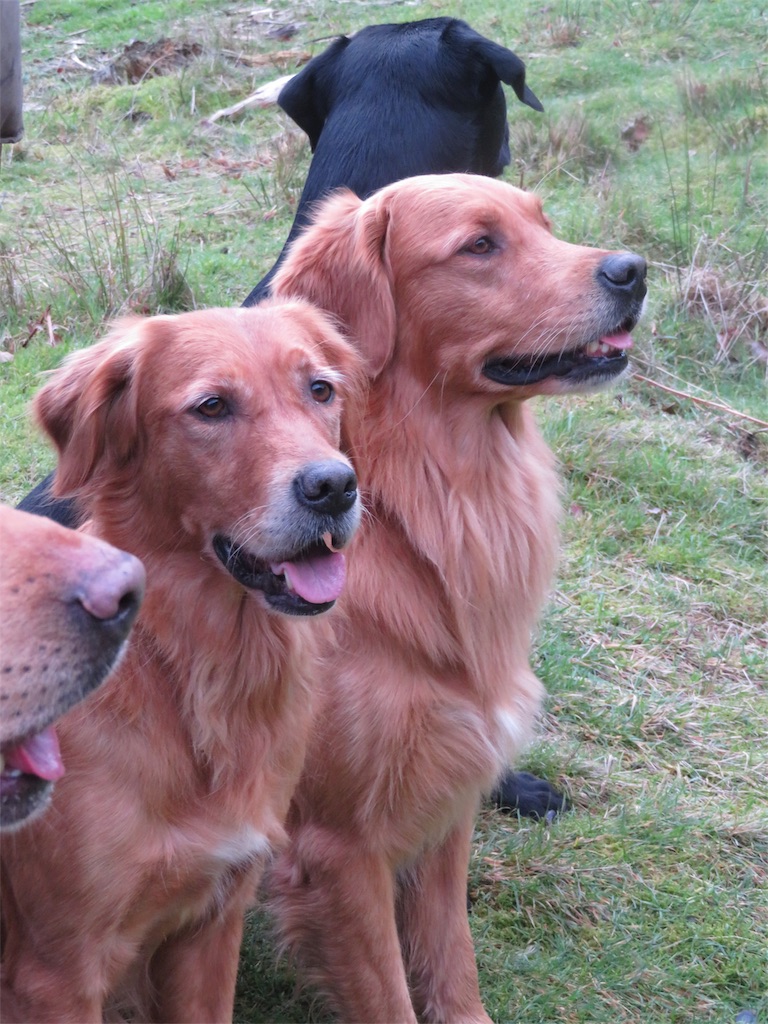 f:id:m-k9-campus:20181217112310j:image f:id:m-k9-campus:20181217112310j:image