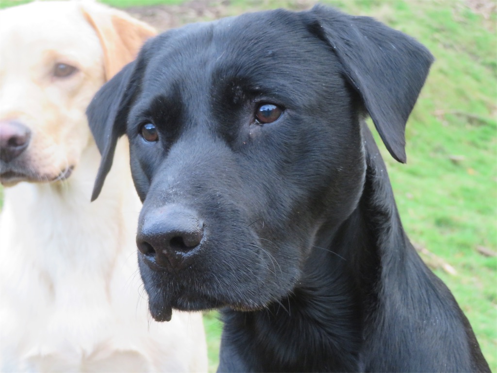 f:id:m-k9-campus:20181217112328j:image f:id:m-k9-campus:20181217112328j:image