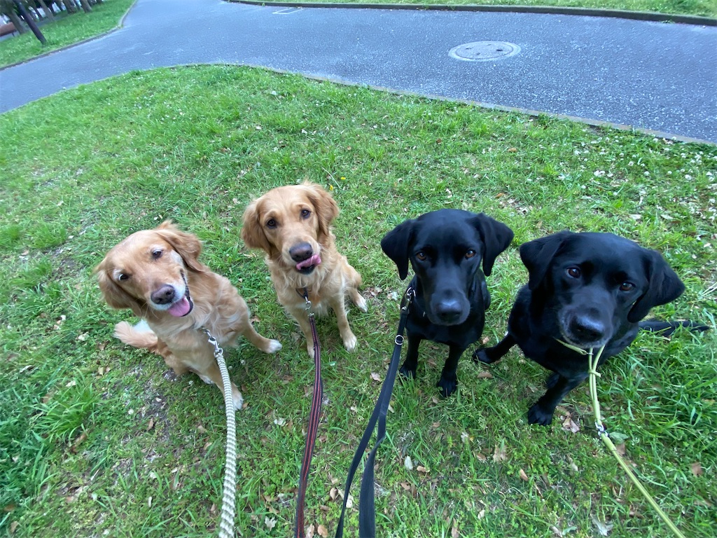 f:id:m-k9-campus:20200502151335j:image f:id:m-k9-campus:20200502151335j:image