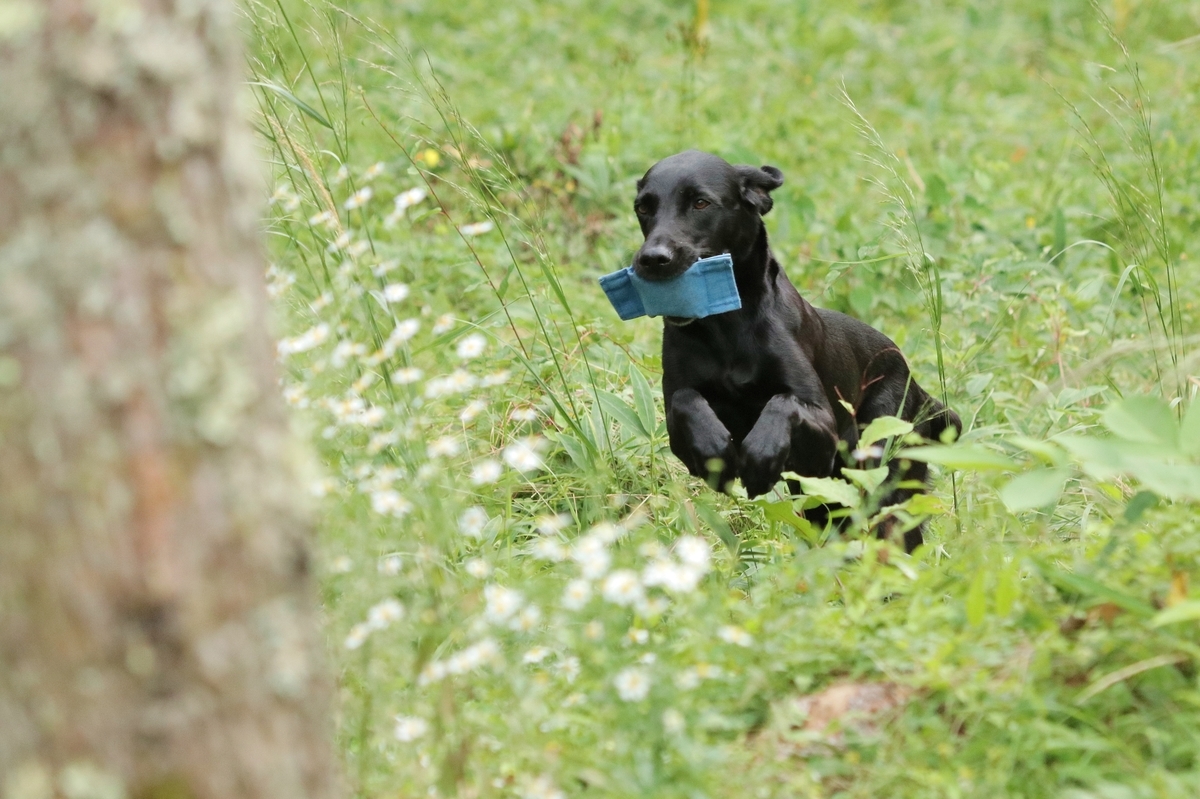 f:id:m-k9-campus:20200909215029j:plain f:id:m-k9-campus:20200909215029j:plain