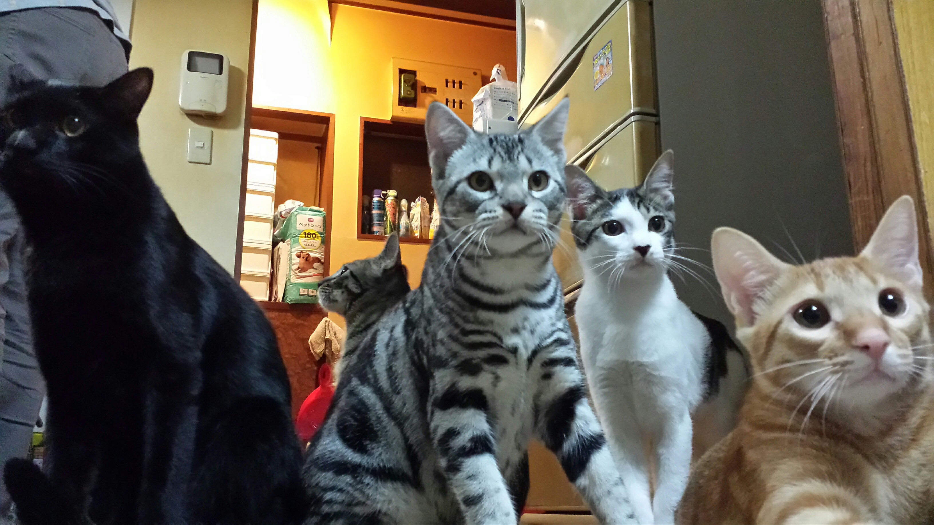 f:id:m-mocchan0629:20151122152955j:image f:id:m-mocchan0629:20151122152955j:image