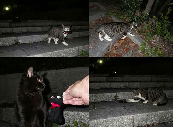 f:id:m-mocchan0629:20151128224010j:image f:id:m-mocchan0629:20151128224010j:image