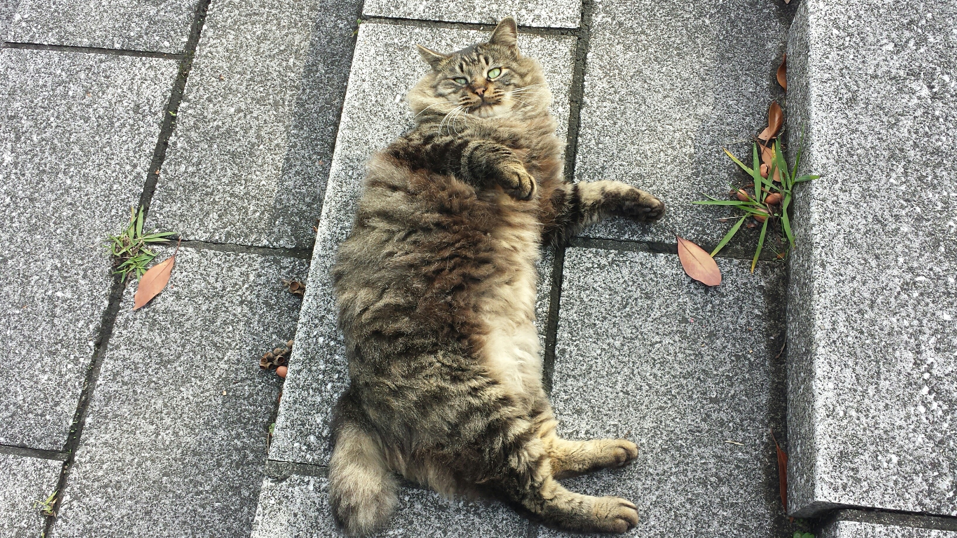 f:id:m-mocchan0629:20151129074014j:image f:id:m-mocchan0629:20151129074014j:image