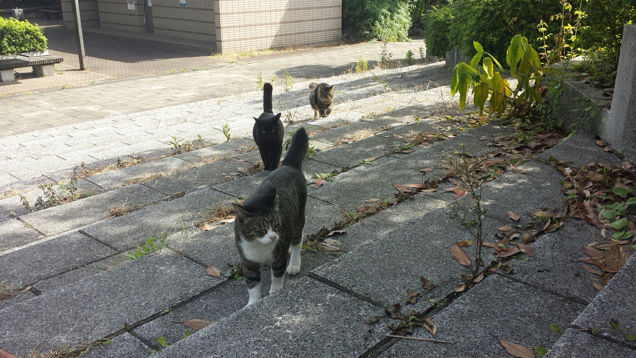 f:id:m-mocchan0629:20161004151757j:image