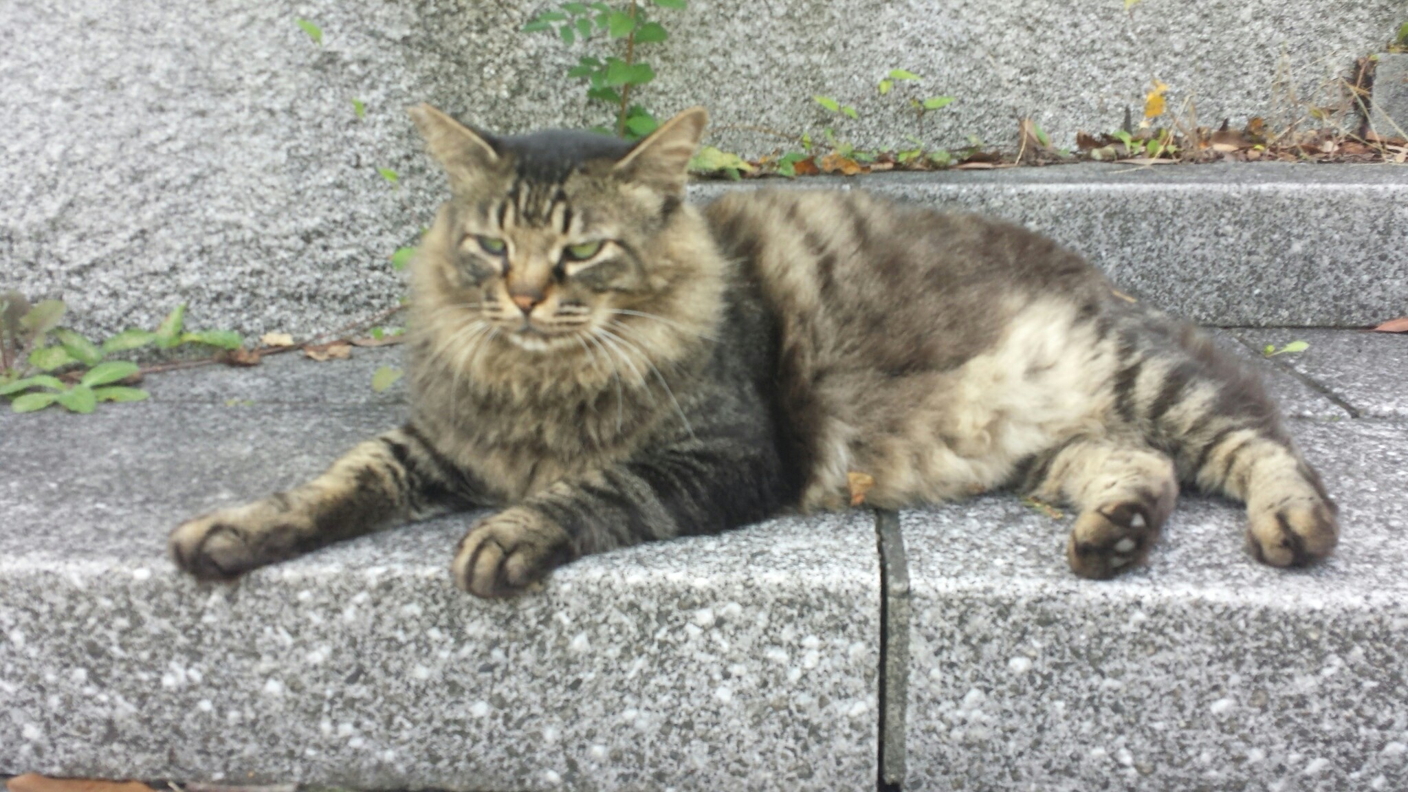 f:id:m-mocchan0629:20161004153113j:image