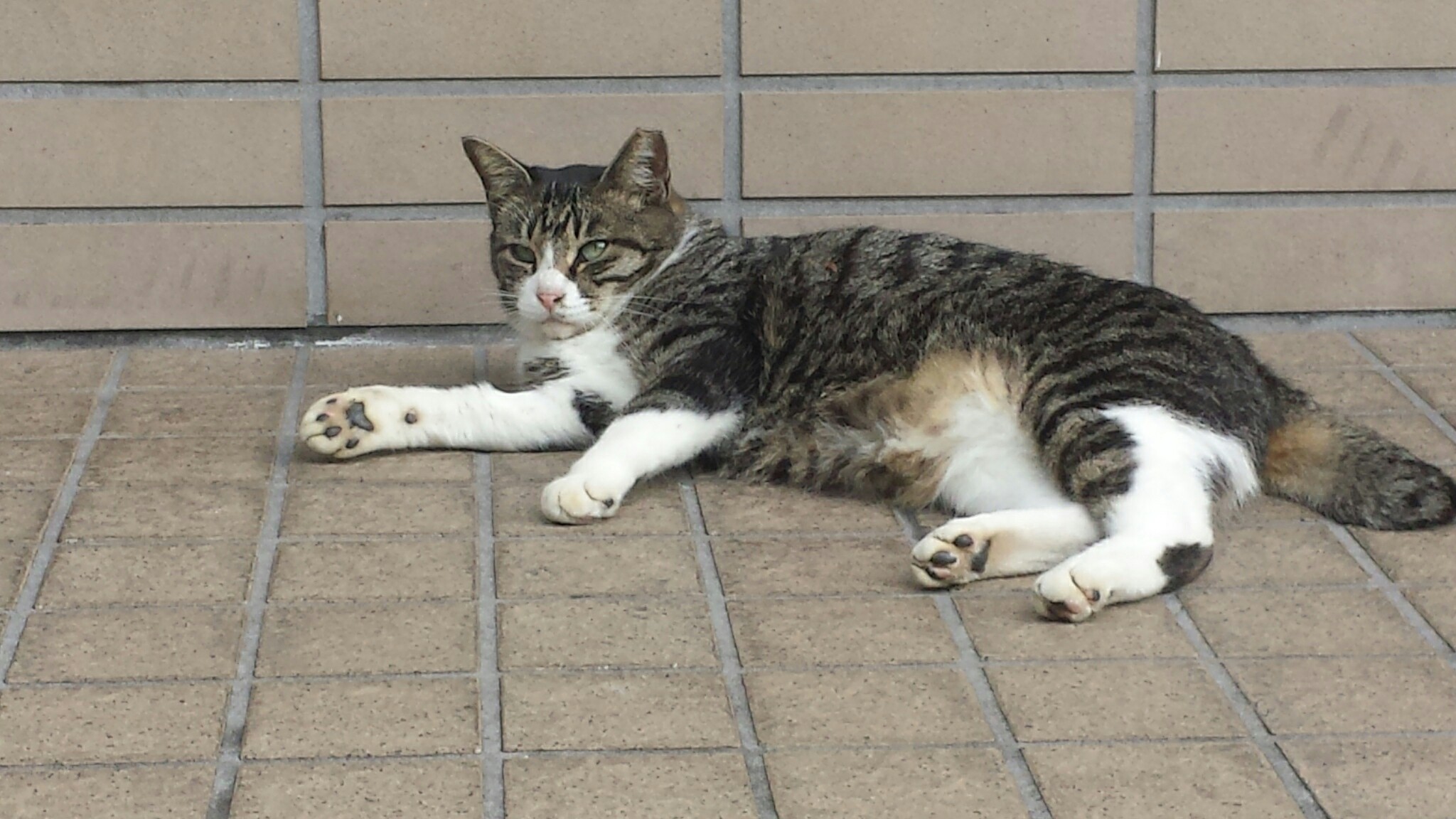 f:id:m-mocchan0629:20161005095822j:image