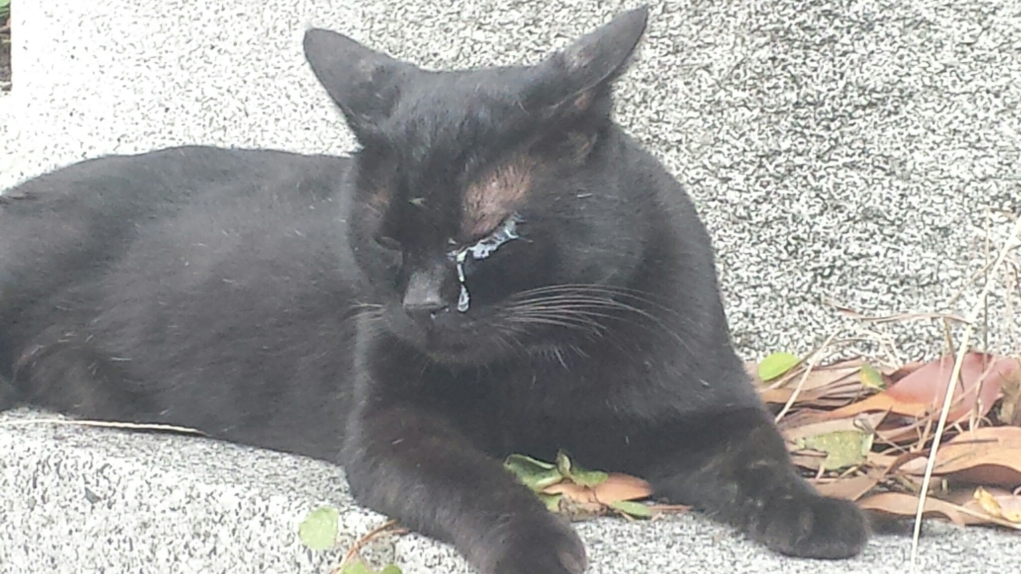 f:id:m-mocchan0629:20161005101805j:image