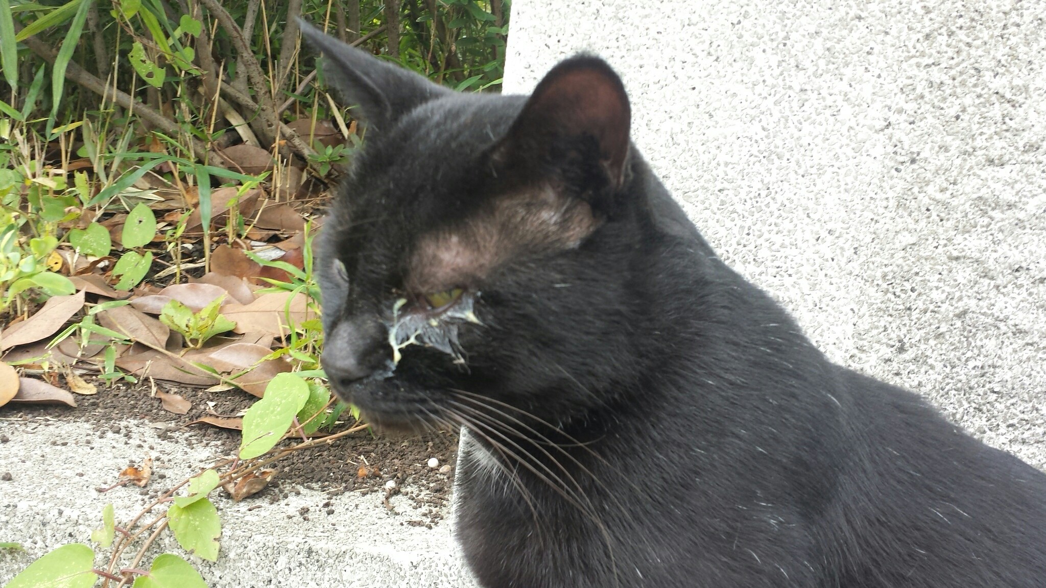 f:id:m-mocchan0629:20161005154033j:image