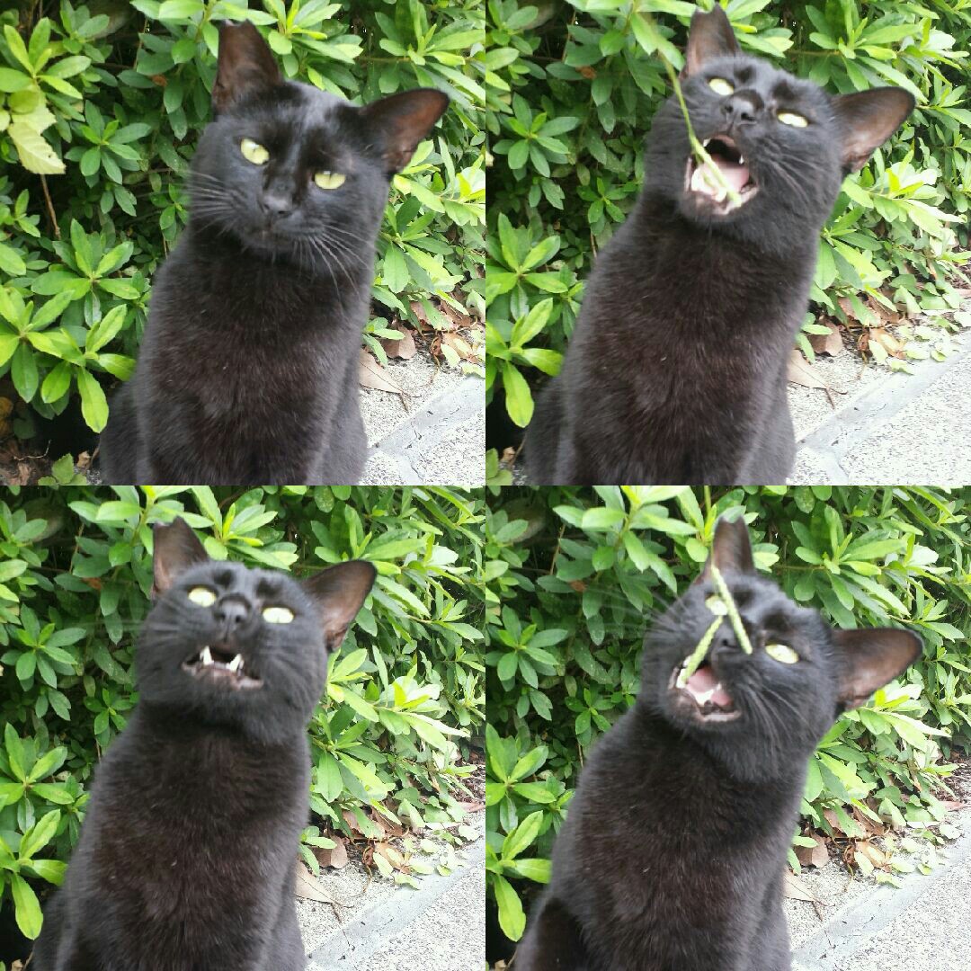 f:id:m-mocchan0629:20161005154537j:image