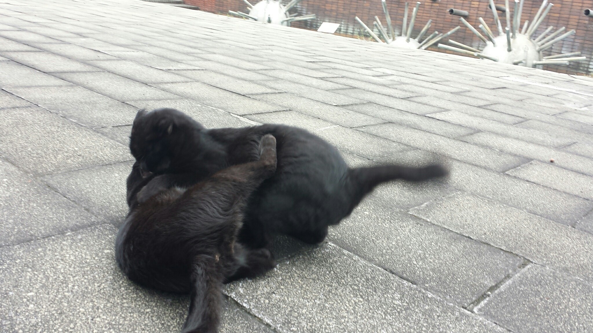 f:id:m-mocchan0629:20161005155435j:image