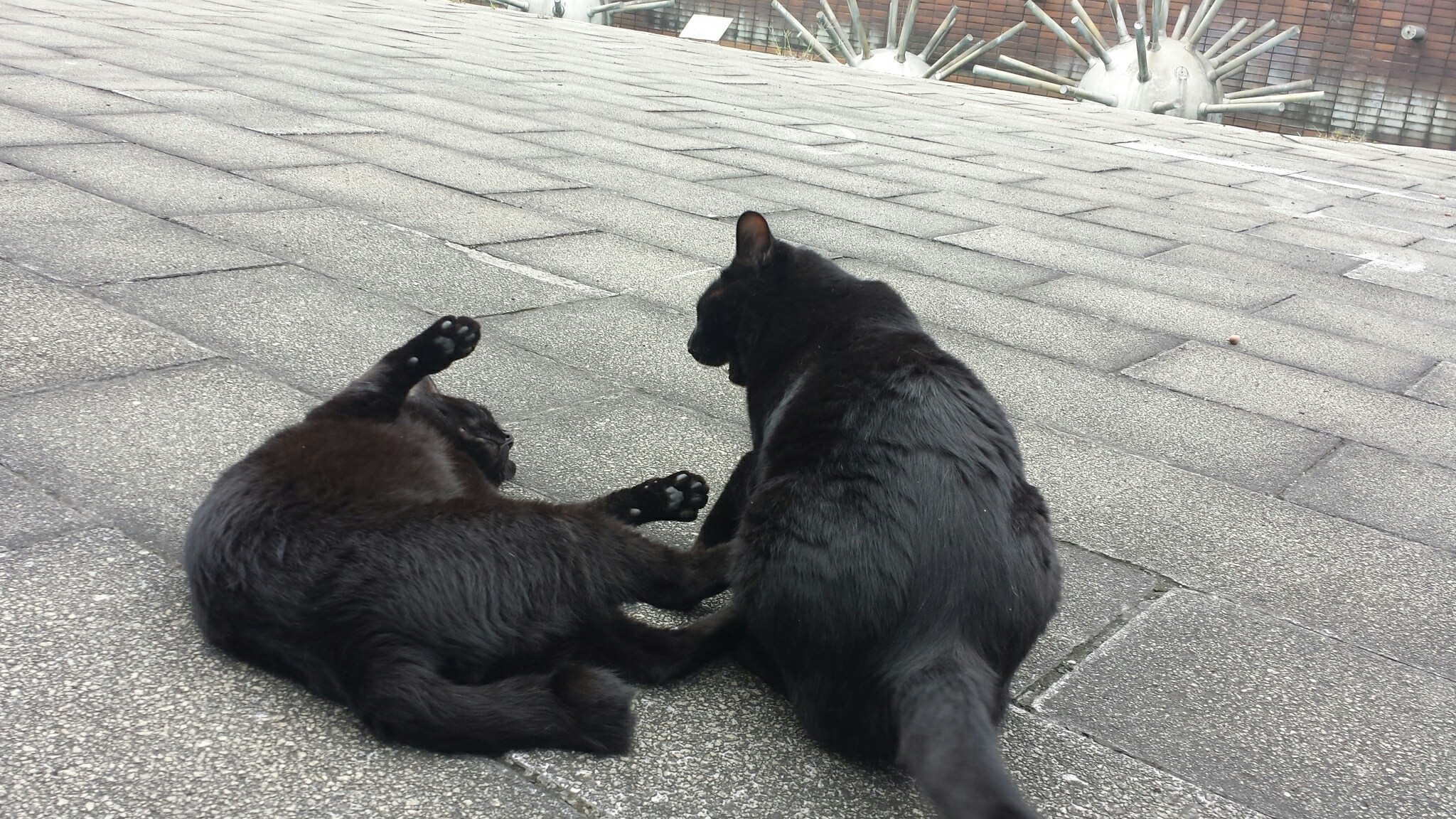 f:id:m-mocchan0629:20161005155457j:image