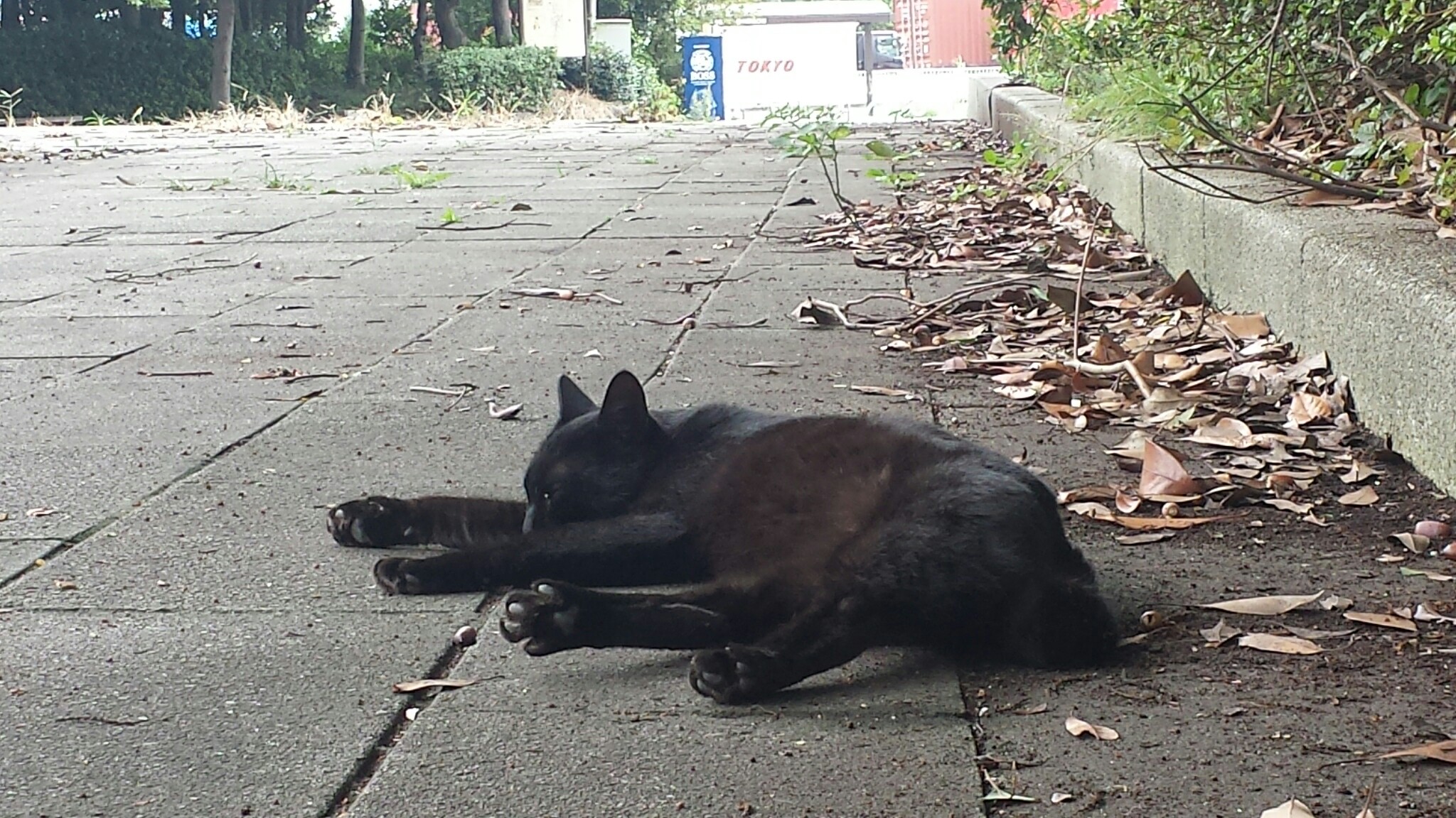 f:id:m-mocchan0629:20161005155539j:image