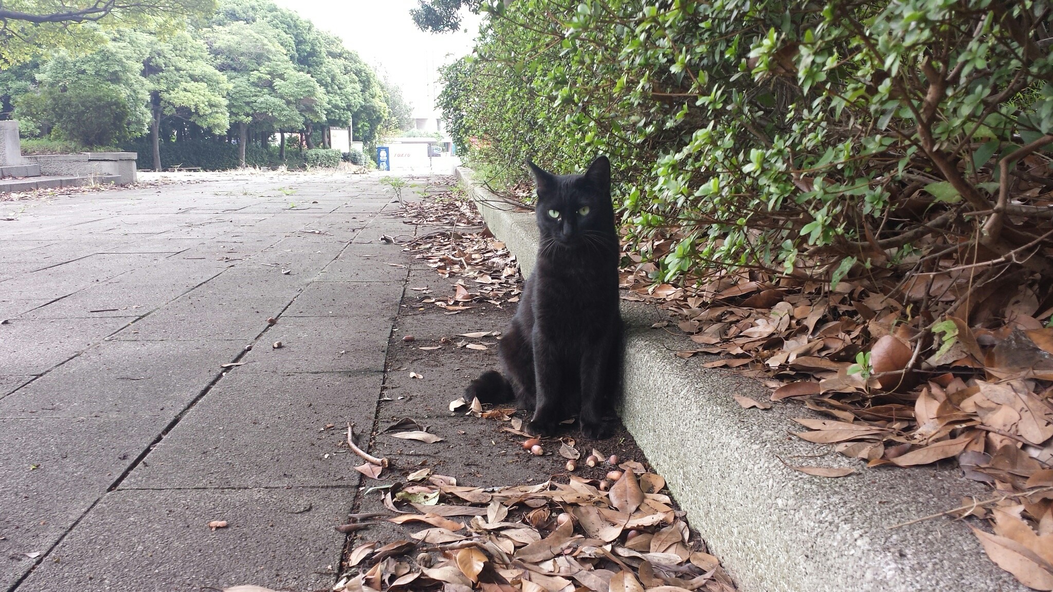 f:id:m-mocchan0629:20161005155914j:image