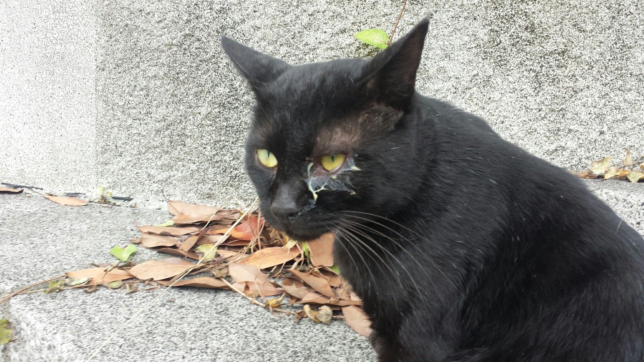 f:id:m-mocchan0629:20161005160155j:image