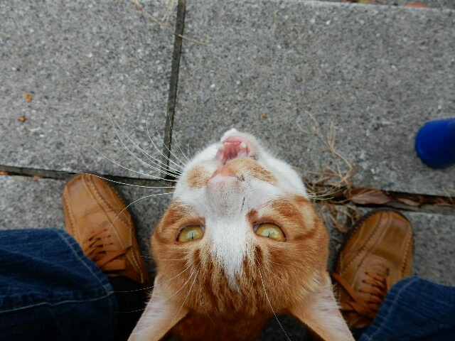 f:id:m-mocchan0629:20161013110416j:image f:id:m-mocchan0629:20161013110416j:image