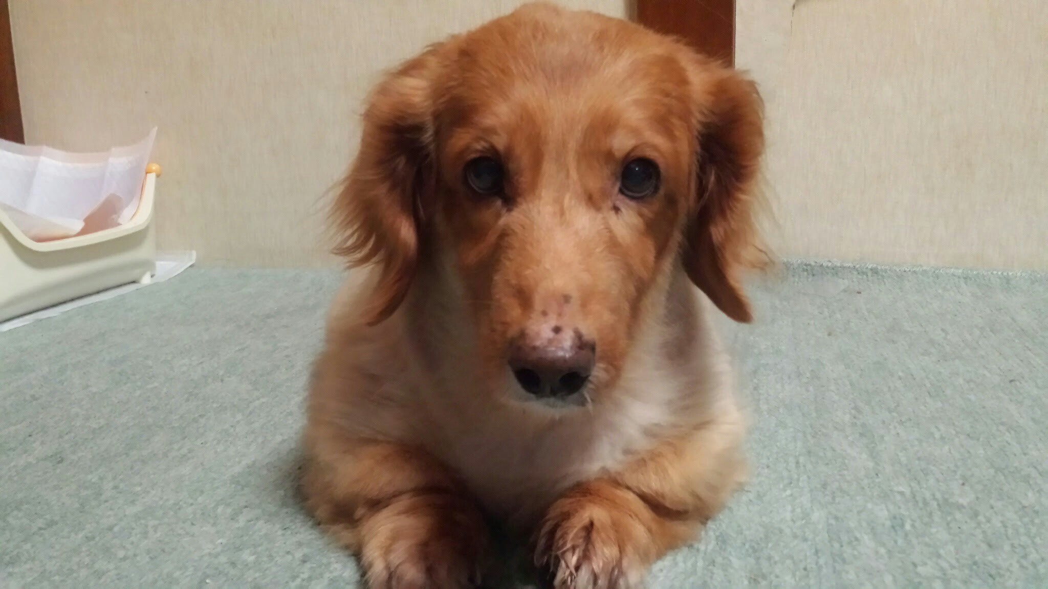 f:id:m-mocchan0629:20161021185919j:image f:id:m-mocchan0629:20161021185919j:image