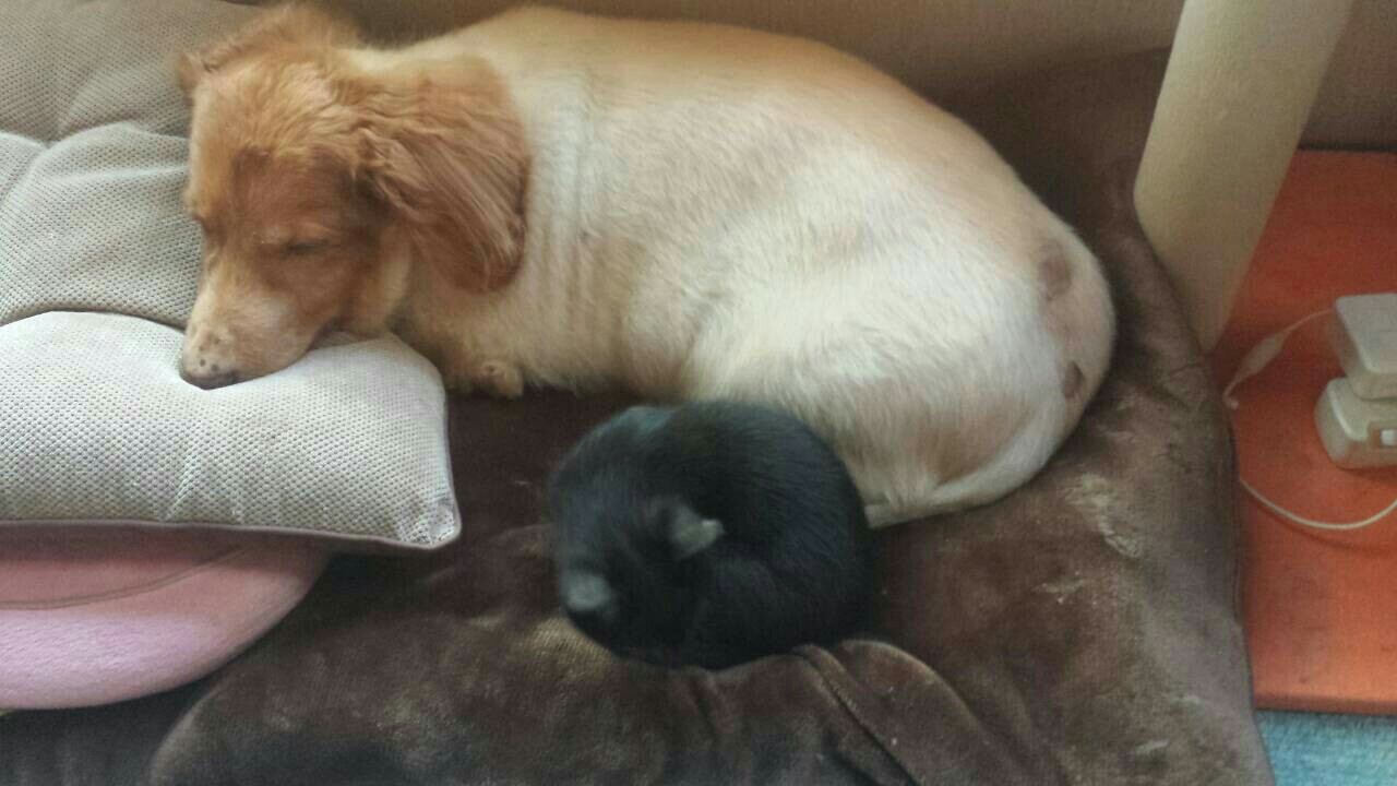 f:id:m-mocchan0629:20161021212231j:image f:id:m-mocchan0629:20161021212231j:image