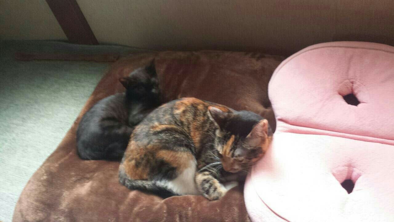 f:id:m-mocchan0629:20161021213215j:image f:id:m-mocchan0629:20161021213215j:image