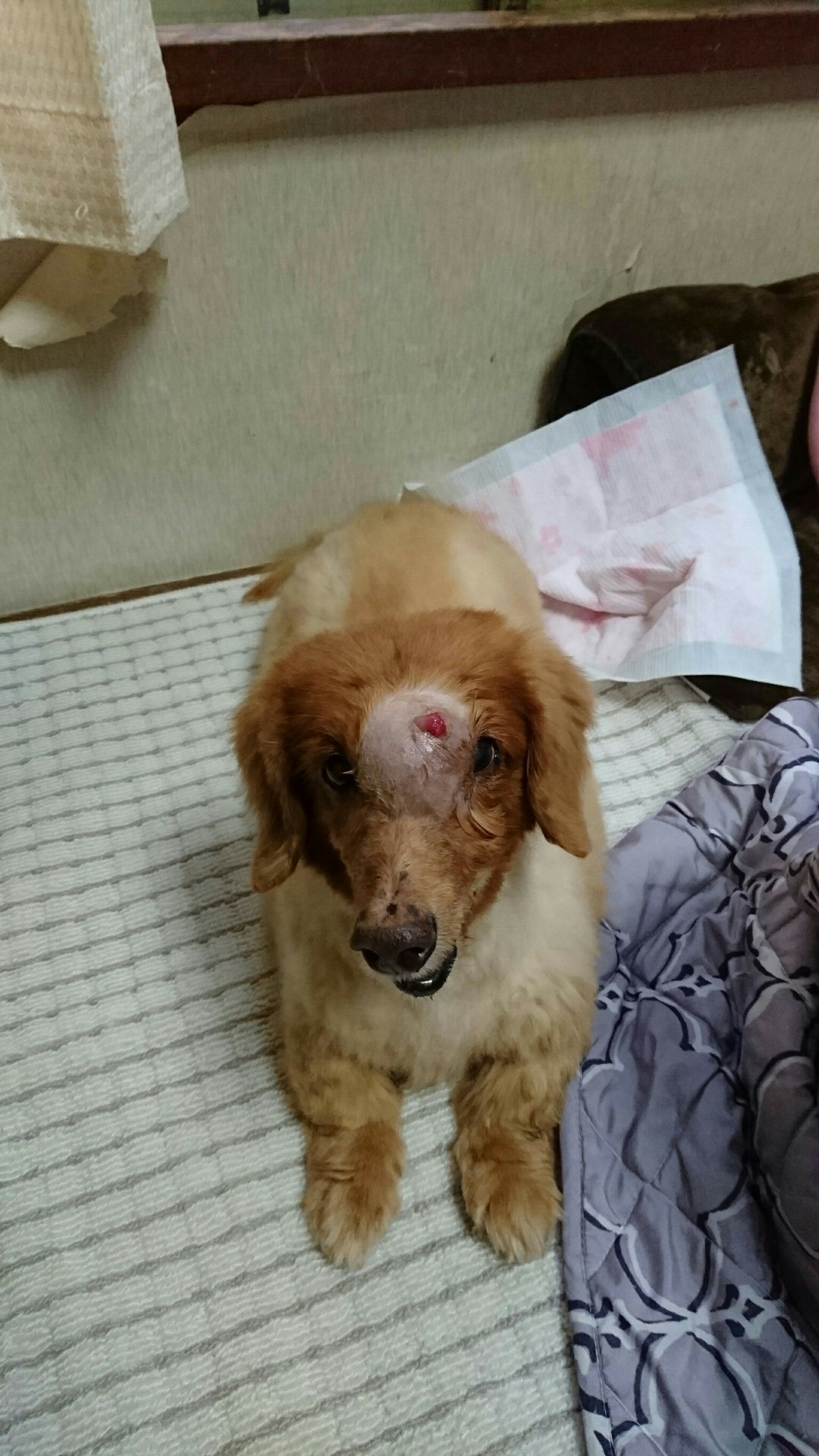 f:id:m-mocchan0629:20161027222654j:image f:id:m-mocchan0629:20161027222654j:image