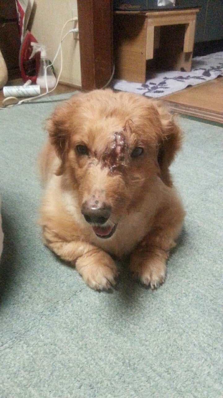 f:id:m-mocchan0629:20161028145902j:image