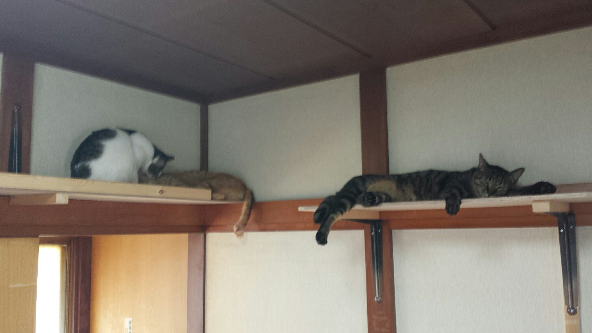 f:id:m-mocchan0629:20170507144123j:image