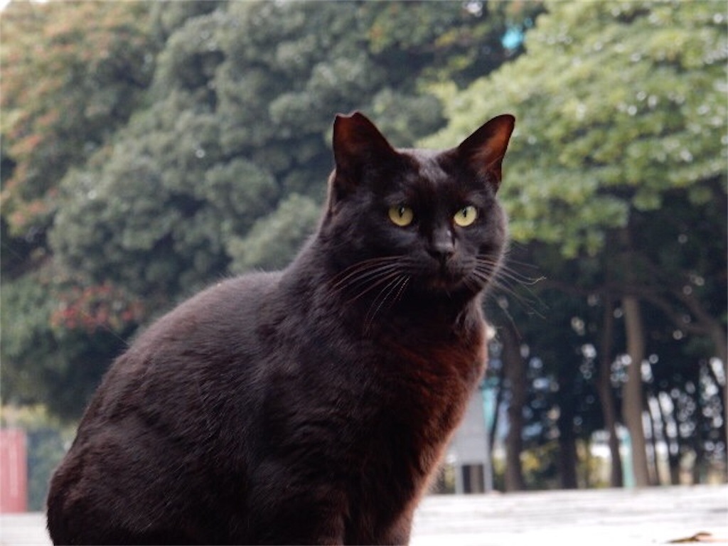 f:id:m-mocchan0629:20190215090651j:image