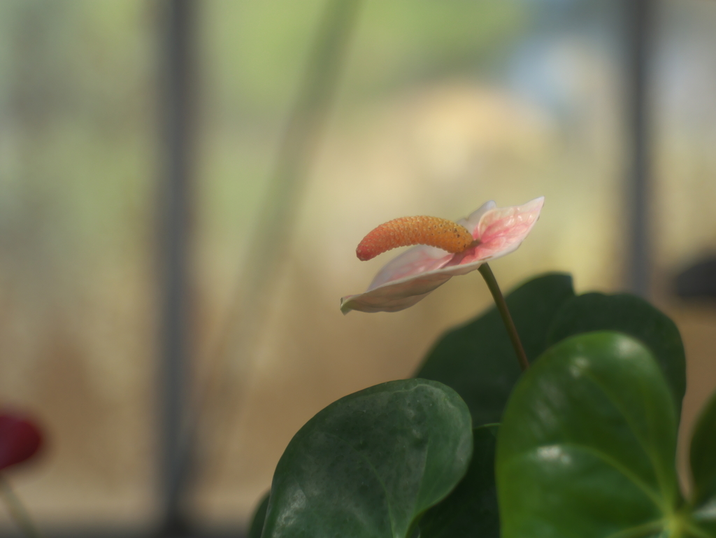f:id:m-n-k-n:20190119212435j:plain