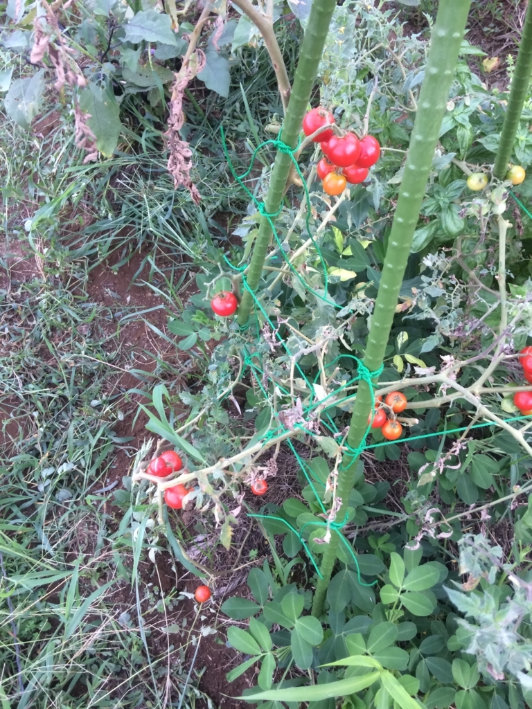 f:id:m-neos-anachorisi-05:20170809010936j:plain f:id:m-neos-anachorisi-05:20170809010936j:plain