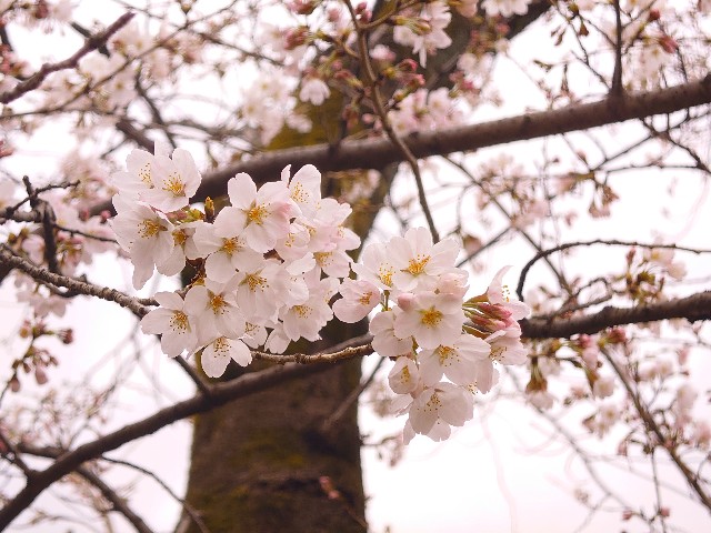 f:id:m-ryouma:20220401074702j:image