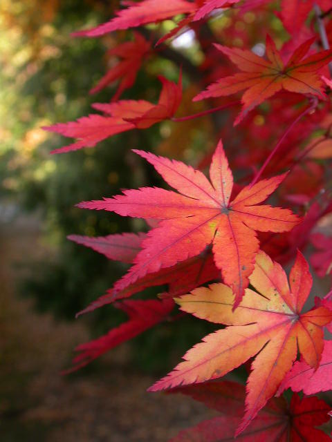 錦 繍の画像
