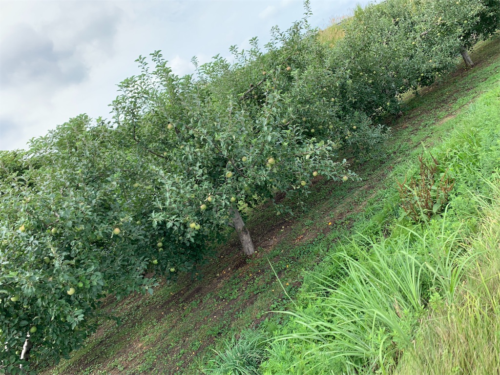 f:id:m-sinjiiii:20190822011355j:image
