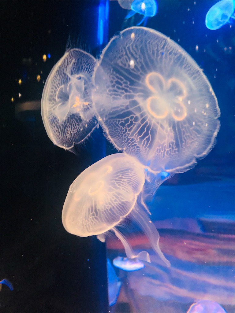 f:id:m-sotm:20190703153917j:image