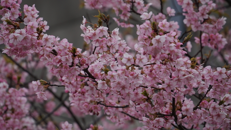 f:id:m-sugiyama-s61:20190303143936j:plain f:id:m-sugiyama-s61:20190303143936j:plain