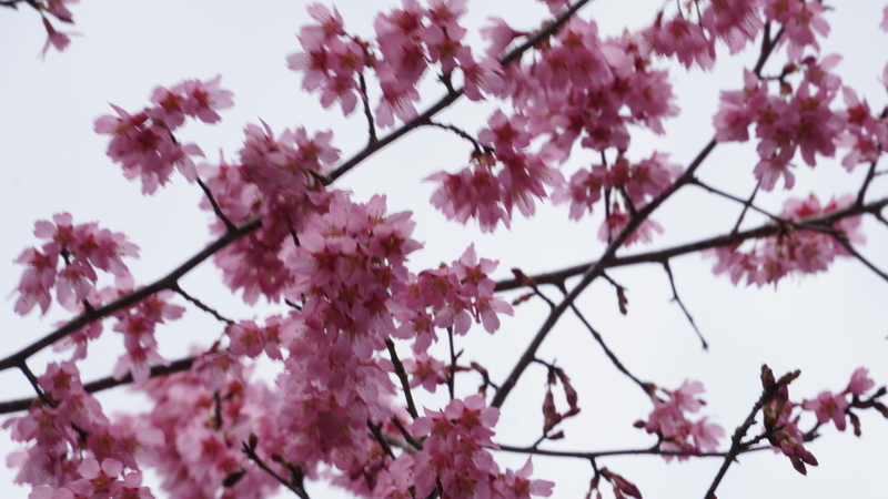 f:id:m-sugiyama-s61:20190323190631j:plain f:id:m-sugiyama-s61:20190323190631j:plain