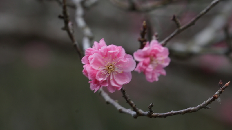 f:id:m-sugiyama-s61:20190323190652j:plain f:id:m-sugiyama-s61:20190323190652j:plain