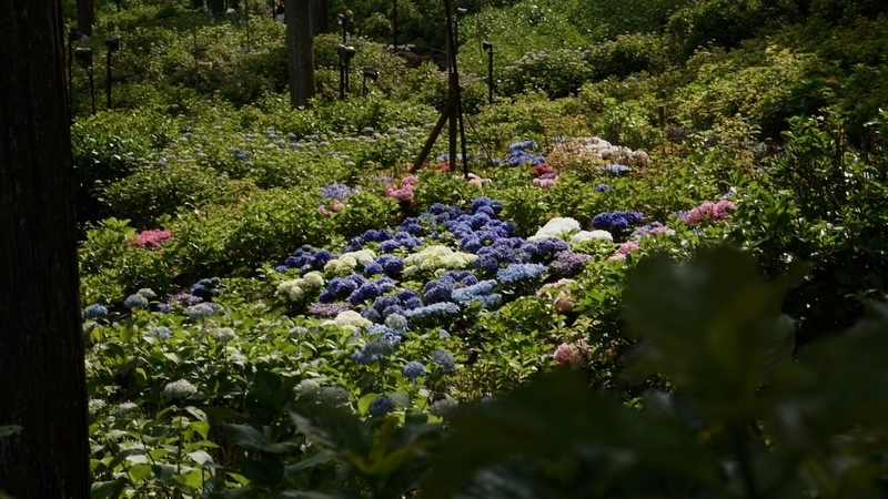 f:id:m-sugiyama-s61:20190602173927j:plain f:id:m-sugiyama-s61:20190602173927j:plain