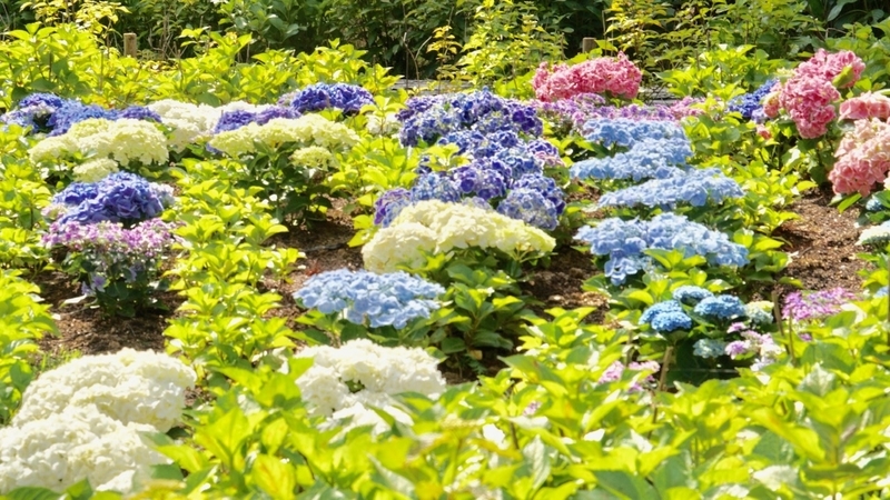 f:id:m-sugiyama-s61:20190602173931j:plain f:id:m-sugiyama-s61:20190602173931j:plain