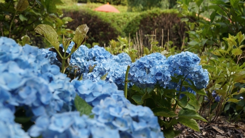f:id:m-sugiyama-s61:20190602173937j:plain f:id:m-sugiyama-s61:20190602173937j:plain