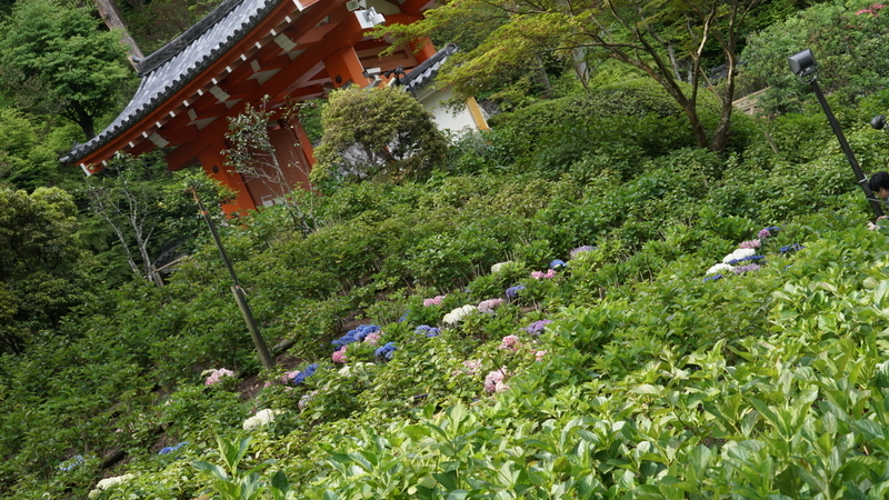 f:id:m-sugiyama-s61:20190602173946j:plain f:id:m-sugiyama-s61:20190602173946j:plain