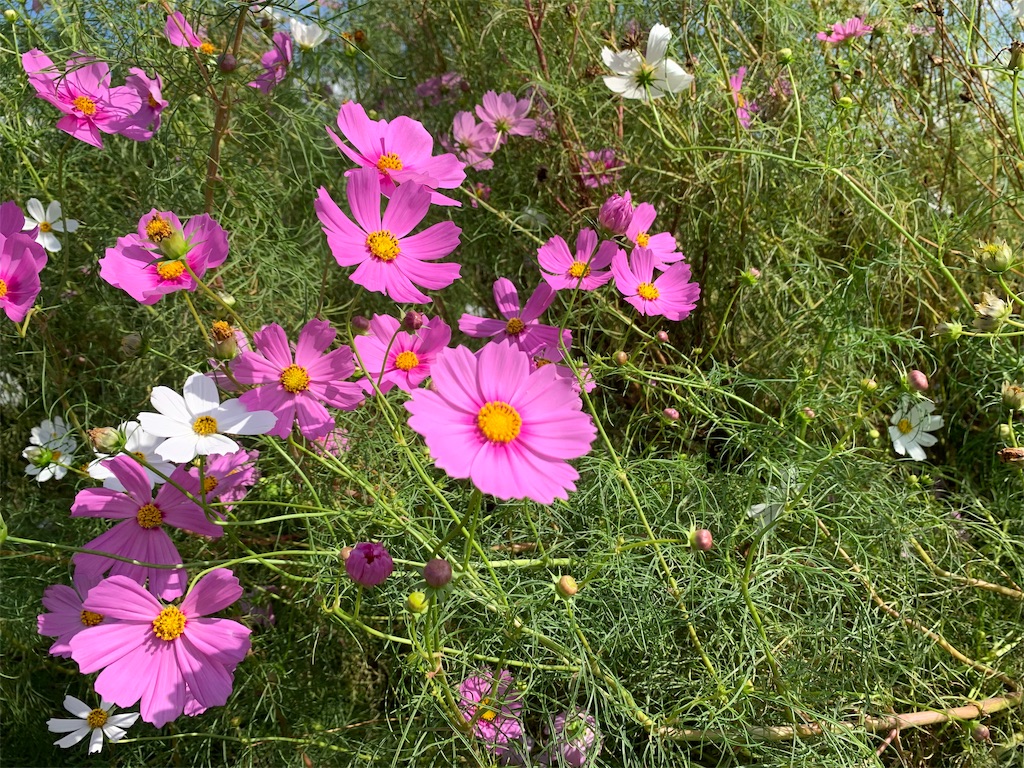f:id:m-sugiyama-s61:20191010193947j:image f:id:m-sugiyama-s61:20191010193947j:image