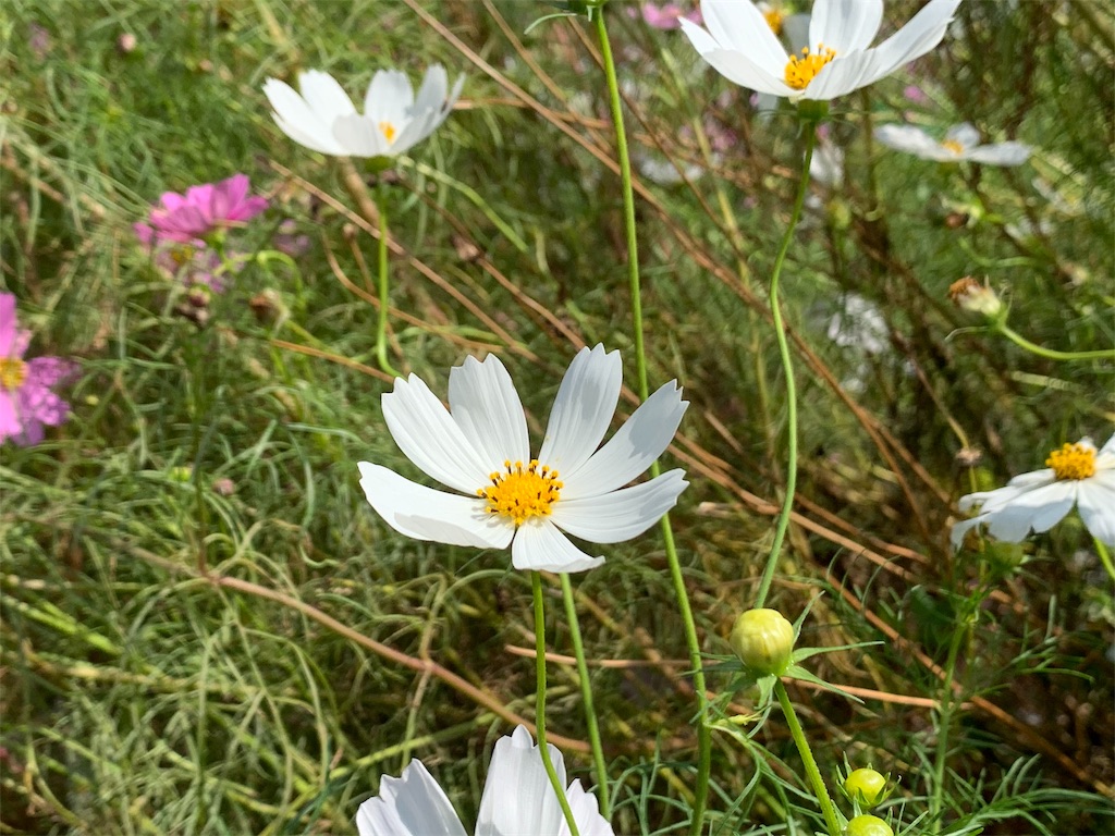 f:id:m-sugiyama-s61:20191010193950j:image f:id:m-sugiyama-s61:20191010193950j:image