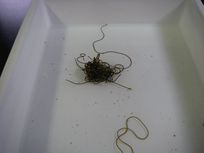 f:id:m-urabe:20080313213704g:image