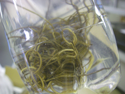 f:id:m-urabe:20080313213713g:image