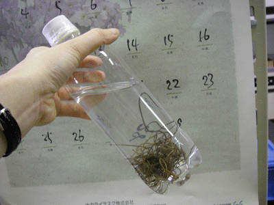 f:id:m-urabe:20080313213714g:image