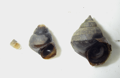 f:id:m-urabe:20080509205122g:image