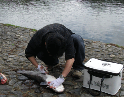 f:id:m-urabe:20080525200338g:image