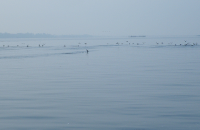 f:id:m-urabe:20081204183831g:image