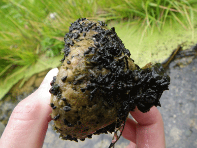ツボ満喫 寄生虫ひとりがたり